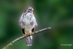 Buizerd-76_Common-Buzzard_Buteo-buteo_P5A3179