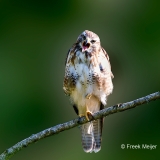 Buizerd-77_Common-Buzzard_Buteo-buteo_P5A3290