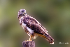 Buizerd-78_Common-Buzzard_Buteo-buteo_P5A3723