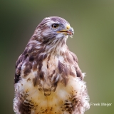 Buizerd-79_Common-Buzzard_Buteo-buteo_P5A3732