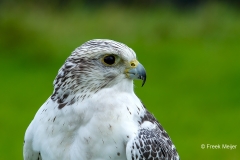 Giervalk-01_-Gyrfalcon_IFalco-rusticolus_MG_6000