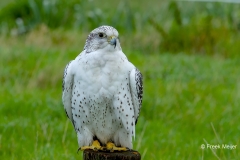 Giervalk-02_-Gyrfalcon_IFalco-rusticolus_IMG_6008