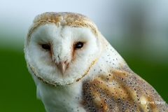 Kerkuil-02_Western-Barn-Owl_Tyto-alba_MG_5877