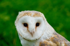 Kerkuil-04_Western-Barn-Owl_Tyto-alba_IMG_5928