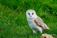 Kerkuil-051_Western-Barn-Owl_Tyto-alba_IMG_5962