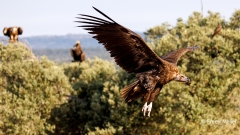 Monniksgier-01_Cinereous-Vulture_Aegypius-monachus_P5A1705