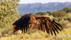 Monniksgier-02_Cinereous-Vulture_Aegypius-monachus_P5A1709