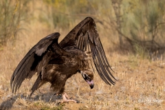 Monniksgier-03_Cinereous-Vulture_Aegypius-monachus_P5A1744