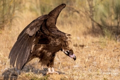 Monniksgier-04_Cinereous-Vulture_Aegypius-monachus_P5A1746