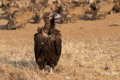 Monniksgier-05_Cinereous-Vulture_Aegypius-monachus_P5A1767