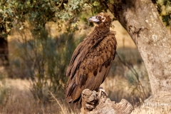 Monniksgier-07_Cinereous-Vulture_Aegypius-monachus_P5A1789