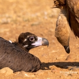 Monniksgier-08_Cinereous-Vulture_Aegypius-monachus_P5A1857