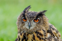 Oehoe-01_Eurasian-Eagle-Owl_IBubo-bubo_IMG_5992