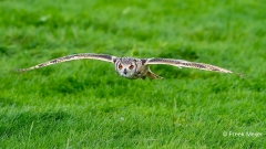 Oehoe-08_Eurasian-Eagle-Owl_IBubo-bubo_IMG_6266