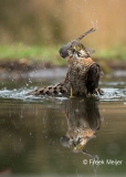 Sperwer-04_Eurasian-Sparrowhawk_Accipiter-nisus_Z4T1680