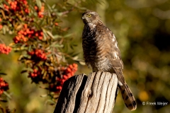 Sperwer-70_Eurasian-Sparrowhawk_Accipiter-nisu_P5A5703