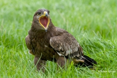 Steppearend-01_Steppe-Eagle_IAquila-nipalensis_MG_6068