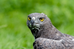 Vechtarend-01_Martial-Eagle_Polemaetus-bellicosus_MG_6107