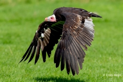 Witkopgier-01_White-headed-Vulture_Trigonoceps-occipitalis_IMG_6478