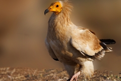 Aasgier-01_-Egyptian-Vulture_-Neophron-percnopteru_P5A1668