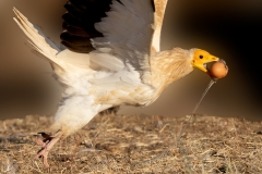 Aasgier-03_-Egyptian-Vulture_-Neophron-percnopteru_P5A1672
