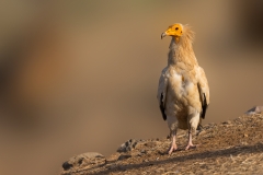 Aasgier-05_-Egyptian-Vulture_-Neophron-percnopteru_P5A1739