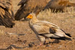 Aasgier-07_-Egyptian-Vulture_-Neophron-percnopteru_P5A1776