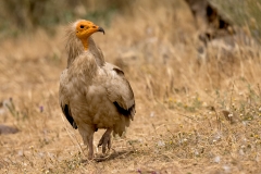 Aasgier-09_-Egyptian-Vulture_-Neophron-percnopteru_P5A2007