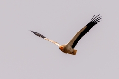 Aasgier-10_-Egyptian-Vulture_-Neophron-percnopteru_P5A2015