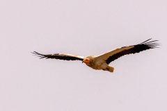 Aasgier-11_-Egyptian-Vulture_-Neophron-percnopteru_P5A2016