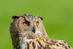 Oehoe-03_Eurasian-Eagle-Owl_IBubo-bubo_IMG_6385