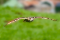 Oehoe-05_Eurasian-Eagle-Owl_IBubo-bubo_IMG_6239