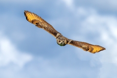 Oehoe-06_Eurasian-Eagle-Owl_IBubo-bubo_IMG_6228