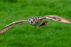 Oehoe-07_Eurasian-Eagle-Owl_IBubo-bubo_IMG_6261