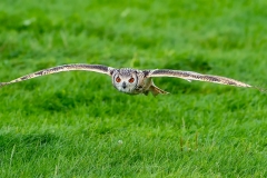 Oehoe-08_Eurasian-Eagle-Owl_IBubo-bubo_IMG_6266