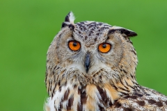 Oehoe-09_Eurasian-Eagle-Owl_IBubo-bubo_IMG_6400