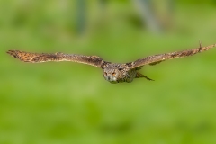 Oehoe-10_Eurasian-Eagle-Owl_IBubo-bubo_IMG_6409