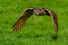 Oehoe-11_Eurasian-Eagle-Owl_IBubo-bubo_IMG_6410