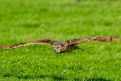 Oehoe-12_Eurasian-Eagle-Owl_IBubo-bubo_IMG_6412