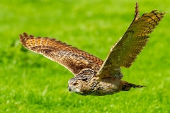 Oehoe-13_Eurasian-Eagle-Owl_IBubo-bubo_IMG_6418