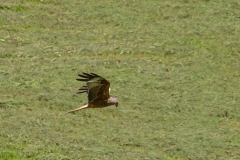 Rode-Wouw-04_Red-Kite_Milvus-milvus_MG_1678