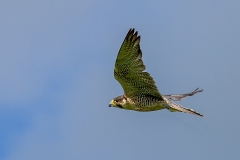 Slechtvalk-01_Peregrine-Falcon_Falco-peregrinus_IMG_6457