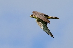 Slechtvalk-02_Peregrine-Falcon_Falco-peregrinus_IMG_6458