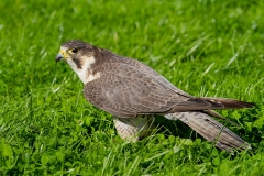 Slechtvalk-05_Peregrine-Falcon_Falco-peregrinus_IMG_6471