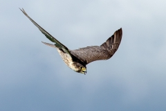 Slechtvalk-06_Peregrine-Falcon_Falco-peregrinus_IMG_6468