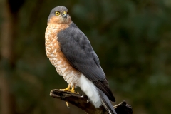 Sperwer-02_Eurasian-Sparrowhawk_Accipiter-nisus_5L8A7913