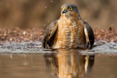 Sperwer-07_Eurasian-Sparrowhawk_Accipiter-nisus_5L8A8106