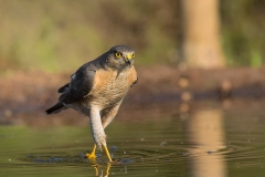 Sperwer-09_Eurasian-Sparrowhawk_Accipiter-nisus_5L8A8310