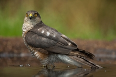 Sperwer-13_Eurasian-Sparrowhawk_Accipiter-nisus_BZ4T0049