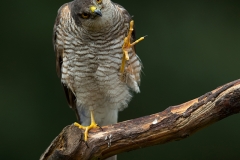 Sperwer-14_Eurasian-Sparrowhawk_Accipiter-nisus_BZ4T0015